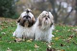 SHIH TZU 092
